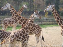 ZOO Praha